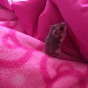 Meet your Posher, Teeolah